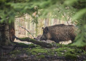 Sanglier dans les bois