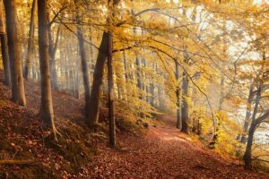 Forêt aux couleurs de l'automne