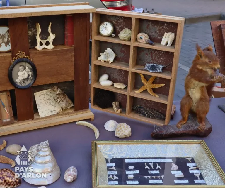 Objets marins coquillages et étoiles de mer en vente sur une brocante à Arlon